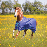 Horse running in a field of yellow flowers wearing a blue rug